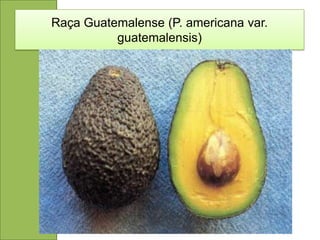 Raça Guatemalense (P. americana var.
          guatemalensis)
 