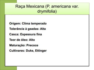 Raça Mexicana (P. americana var.
          drymifolia)
 