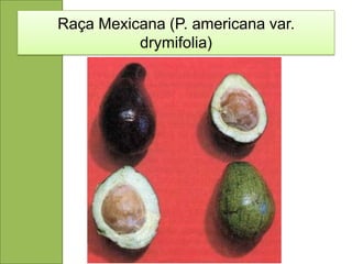 Raça Mexicana (P. americana var.
          drymifolia)
 