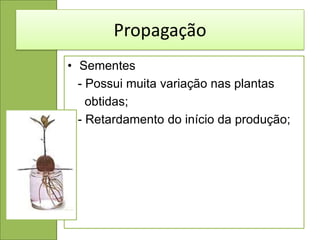 Propagação
• Sementes
  - Possui muita variação nas plantas
    obtidas;
  - Retardamento do início da produção;
 