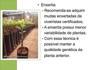 • Enxertia
  - Recomenda-se adquirir
    mudas enxertadas de
    viveiristas certificados;
  - A enxertia possui menor
    variabilidade de plantas;
  - Com essa técnica é
    possível manter a
    qualidade genética da
   planta anterior.
 