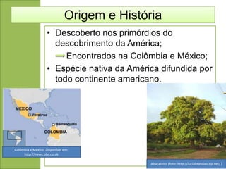 Origem e História
                   • Descoberto nos primórdios do
                     descobrimento da América;
                        Encontrados na Colômbia e México;
                   • Espécie nativa da América difundida por
                     todo continente americano.




Colômbia e México. Disponível em:
     http://news.bbc.co.uk

                                             Abacateiro (foto: http://luciabrandao.zip.net/ )
 