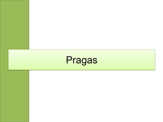Pragas
 