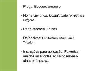 - Praga: Besouro amarelo

- Nome científico: Costalimaita ferruginea
  vulgata

- Parte atacada: Folhas

- Defensivos: Fenitrotion, Malation e
  Tricofon

- Instruções para aplicação: Pulverizar
  um dos inseticidas ao se observar o
  ataque da praga.
 