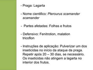 - Praga: Lagarta

- Nome cientifico: Pterourus scamander
  scamander

- Partes afetadas: Folhas e frutos

- Defensivo: Fenitrotion, malation
  tricoflon

- Instruções de aplicação: Pulverizar um dos
  inseticidas no início da ataque da praga.
  Repetir após 20 – 30 dias, se necessário.
  Os inseticidas não atingem a lagarta no
  interior dos frutos.
 