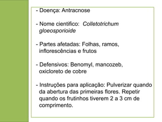 - Doença: Antracnose

- Nome cientifico: Colletotrichum
  gloeosporioide

- Partes afetadas: Folhas, ramos,
  inflorescências e frutos

- Defensivos: Benomyl, mancozeb,
  oxicloreto de cobre

- Instruções para aplicação: Pulverizar quando
  da abertura das primeiras flores. Repetir
  quando os frutinhos tiverem 2 a 3 cm de
  comprimento.
 