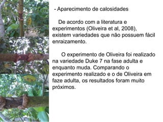 - Aparecimento de calosidades

  De acordo com a literatura e
experimentos (Oliveira et al, 2008),
existem variedades que não possuem fácil
enraizamento.

    O experimento de Oliveira foi realizado
na variedade Duke 7 na fase adulta e
enquanto muda. Comparando o
experimento realizado e o de Oliveira em
faze adulta, os resultados foram muito
próximos.
 