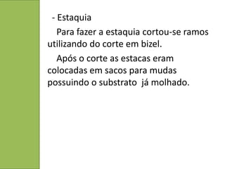 - Estaquia
   Para fazer a estaquia cortou-se ramos
utilizando do corte em bizel.
   Após o corte as estacas eram
colocadas em sacos para mudas
possuindo o substrato já molhado.
 