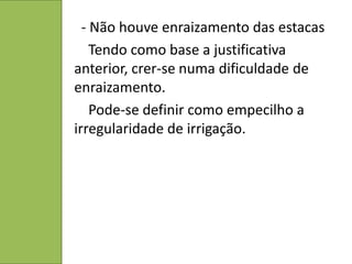 - Não houve enraizamento das estacas
    Tendo como base a justificativa
anterior, crer-se numa dificuldade de
enraizamento.
    Pode-se definir como empecilho a
irregularidade de irrigação.
 