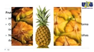 Fruto

    infrutescência, não abriga semente;

    O conjunto dos pequenos frutos formam a estrutura de forma
     ovóide;

    Na sua porção superior forma-se uma "coroa" de folhas
     duras, de coloração verde intensa denominadas brácteas.


    10
 