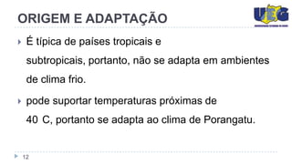 ORIGEM E ADAPTAÇÃO
    É típica de países tropicais e
     subtropicais, portanto, não se adapta em ambientes
     de clima frio.

    pode suportar temperaturas próximas de
     40 C, portanto se adapta ao clima de Porangatu.


    12
 