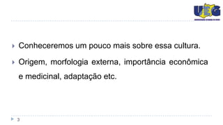    Conheceremos um pouco mais sobre essa cultura.

   Origem, morfologia externa, importância econômica
    e medicinal, adaptação etc.




    3
 