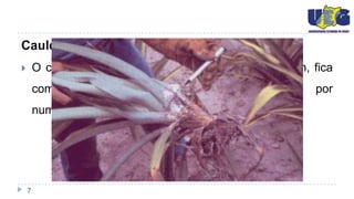 Caule
       O caule principal, com comprimento de 20 a 30cm, fica
        completamente     circundado     e    coberto    por
        numerosíssimas folhas;




    7
 