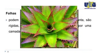 Folhas

       podem atingir um máximo de 70 a 80 por planta, são
        rígidas, cerosas na superfície e protegidas por uma
        camada de pelos (os tricômas).




    8
 
