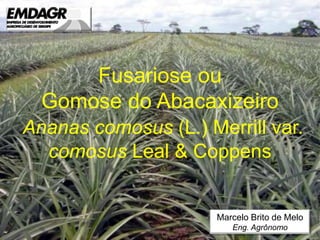 Fusariose ou
Gomose do Abacaxizeiro
Ananas comosus (L.) Merrill var.
comosus Leal & Coppens
Marcelo Brito de Melo
Eng. Agrônomo
 
