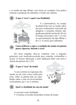 36
e as mudas do tipo filhote), com facão ou roçadeira. Essa prática
estimula a produção de rebentões e facilita sua colheita.
52	 O que é “ceva” e qual é sua finalidade?
É a permanência, no campo,
da planta-mãe com as mudas aderi-
das para continuarem crescendo até
atingirem o tamanho mínimo ade-
quado para plantio (acima de 30 cm).
O tempo necessário é de 1 a 6 me-
ses para brotações do tipo filhote, e
de 2 a 12 meses para rebentões.
53	
Como melhorar o vigor e a sanidade das mudas em plantas
pouco vigorosas, durante a ceva?
Em áreas irrigadas, deve-se continuar com a irrigação,
pulverizar com inseticida-acaricida para controlar cochonilhas e
ácaros, se houver infestação, e fazer adubação foliar com ureia e
cloreto de potássio (K), a 2%.
54	 O que é “cura” da muda?
A cura consiste na exposição das
mudas ao sol, com a base virada para
cima, sobre as plantas-mãe ou espa-
lhadas sobre o solo em local próximo
ao do plantio, por 1 ou 2 semanas.
55	 Qual é a finalidade da cura da muda?
A cura tem como finalidade:
•	 Cicatrizar os tecidos lesionados na base da muda.
 