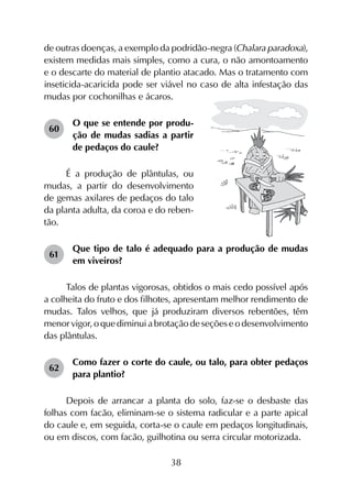 38
de outras doenças, a exemplo da podridão-negra (Chalara paradoxa),
existem medidas mais simples, como a cura, o não amontoamento
e o descarte do material de plantio atacado. Mas o tratamento com
inseticida-acaricida pode ser viável no caso de alta infestação das
mudas por cochonilhas e ácaros.
60	
O que se entende por produ­
ção de mudas sadias a partir
de pedaços do caule?
É a produção de plântulas, ou
mudas, a partir do desenvolvimento
de gemas axilares de pedaços do talo
da planta adulta, da coroa e do reben-
tão.
61	
Que tipo de talo é adequado para a produção de mudas
em viveiros?
Talos de plantas vigorosas, obtidos o mais cedo possível após
a colheita do fruto e dos filhotes, apresentam melhor rendimento de
mudas. Talos velhos, que já produziram diversos rebentões, têm
menor vigor, o que diminui a brotação de seções e o desenvolvimento
das plântulas.
62	
Como fazer o corte do caule, ou talo, para obter pedaços
para plantio?
Depois de arrancar a planta do solo, faz-se o desbaste das
folhas com facão, eliminam-se o sistema radicular e a parte apical
do caule e, em seguida, corta-se o caule em pedaços longitudinais,
ou em discos, com facão, guilhotina ou serra circular motorizada.
 