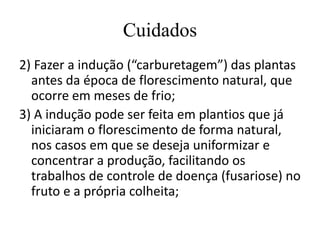 Cuidados
2) Fazer a indução (“carburetagem”) das plantas
antes da época de florescimento natural, que
ocorre em meses de frio;
3) A indução pode ser feita em plantios que já
iniciaram o florescimento de forma natural,
nos casos em que se deseja uniformizar e
concentrar a produção, facilitando os
trabalhos de controle de doença (fusariose) no
fruto e a própria colheita;
 