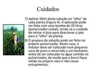 Cuidados
7) Aplicar 50ml desta solução no “olho” de
cada planta (Figura 4). A aplicação pode
ser feita com uma bomba de 20 litros
(pulverizador costal), tendo-se o cuidado
de retirar o bico para direcionar o jato
para o “olho” da planta;
8) O preparo da solução pode ser feito no
próprio pulverizador. Neste caso, o
indutor deve ser colocado num pequeno
saco de pano e amarrado a um barbante,
antes de ser colocado na água contida no
pulverizador, de modo que a borra fique
retida no próprio saco e não cause
entupimento;
 