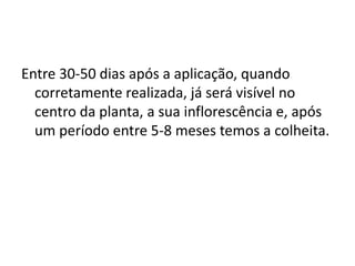 Entre 30-50 dias após a aplicação, quando
corretamente realizada, já será visível no
centro da planta, a sua inflorescência e, após
um período entre 5-8 meses temos a colheita.
 