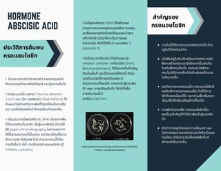 HORMONE
ABSCISIC ACID
ภาพถ่ายจาลองการทดลองทีทดสอบฤทธิของกรดแอบไซซิกทีมีต่อ
การยืดยาว ของเนือเยือโคลอีอพไทล
ประวัติการค้นพบ
กรดแอบไซซิก
• ในระยะแรกนักวิทยาศาสตร์ หลายกลุ่มสนใจ
ศึกษาสารสกัดจากพืชทีมีฤทธิ กระตุ้นการเติบโต
• โทมัส เบนเน็ต คลาค (Thomas Bennett-
Clark) และ เน็ด เคฟฟอร์ด (Ned Kefford) ได้
ค้นพบว่ามีสารสกัดจากพืชทีมีฤทธิยับยังการยืด
ยาว ของโคลีออพไทล์ ซึงตรงข้ามกับออกซิน
• เมือประมาณปพุทธศักราช 2496 เนืองจากพืช
ทีเก็บมาสกัดนันกาลัง เข้าสู่ระยะพักตัว มีการใช้
วิธี paper chromatography ในการแยก ทา
ให้ได้สารประกอบทีเปนกรด และมีฤทธิยับยังการ
ยืดยาวของ โคลีออพ ไทล์ สารประกอบนีได้รับ
การตังชือว่า บีต้า-อินฮิบิเตอร์ คอมเพล็กซ์ (β-
inhibitor complex)
• ในปพุทธศักราช 2506 ได้สกัดแยก
สารประกอบจากผลอ่อนของฝาย ทดสอบ
ฤทธิของสารสกัดทีแยกได้และพบว่าสาร
สกัดดังกล่าวมีฤทธิกระตุ้นการหลุด
ร่วงของใบ จึงได้ตังชือว่า แอบไซซิน 2
(abscisin II)
• ในช่วงเวลาเดียวกัน ได้สกัดแยก β-
inhibitor complex จากใบเบิร์ช (birch,
Betula pubescens) ทีเก็บจากต้นทีเจริญ
เติบโตเต็มที และได้ทดลองให้สารนี กับใบ
ของต้นเบิร์ชทีอายุยังน้อยพบว่า
สารประกอบนีมีผลให้ ตายอดเข้าสู่ระยะพัก
ตัว หยุด การเจริญเติบโต จึงได้ตังชือ
สารประกอบนีว่า
ดอร์มิน (dormin)
สําคัญของ
กรดแอบไซซิก
ปากใบทีได้รับกรดแอบไซซิกจะปดไม่ว่าจะ
อยู่ในทีมืดหรือสว่าง
เมือพืชอยู่ในดินเค็มหรืออากาศหนาวเย็น
พืชจะสร้างกรดแอบไซซิกมากขึนเช่นกัน
โดยในพืชทนเค็มนัน กรดแอบไซซิกจะ
กระตุ้นให้มีการสร้างโปรตีนพิเศษชือออส
โมตินมากขึน
ผลต่อการงอกของเมล็ด กรดแอบไซซิกมี
ผลยับยังการงอกของเมล็ด ทําให้มีการ
พักตัวของเอ็มบริโอ จนกว่าเมล็ดเริมงอก
เอ็มบริโอจึงเริมเจริญอีกครังหนึง
การพักตัวของพืช กรดแอบไซซิกเปน
ฮอร์โมนสําคัญทีทําให้ตาพืชเข้าสู่ระยะพัก
ตัว
ชักนําการหลุดร่วงและการเสือมชรา ผล
ต่อการหลุดร่วงของกรดแอบไซซิกเปนผล
โดยอ้อม คือไปกระตุ้นให้เซลล์พืชทีแก่
สร้างเอทิลีนมากขึน
 