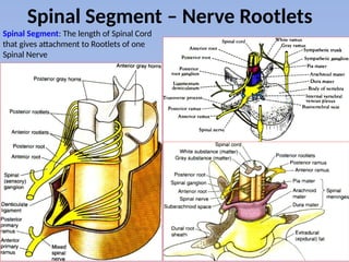 Spinal Roots Vs Rootlets A_Back 4 – Spinal Cord.pptx anatomy of the | PPTX