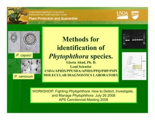 Methods for
                        identification of
P. capsici
                      Phytophthora species.
                             Gloria Abad, Ph. D.
                                Lead Scientist
                   USDA/APHIS/PPUSDA/APHIS/PPQ/PHP/PSPI
P. ramorum         MOLECULAR DIAGNOSTICS LABORATORY



             WORKSHOP: Fighting Phytophthora: How to Detect, Investigate,
             WORKSHOP: Fighting Phytophthora: How to Detect, Investigate,
                     and Manage Phytophthora. July 26 2008
                    and Manage Phytophthora. July 26 2008
                          APS Cenntennial Meeting 2008
                         APS Cenntennial Meeting 2008
 