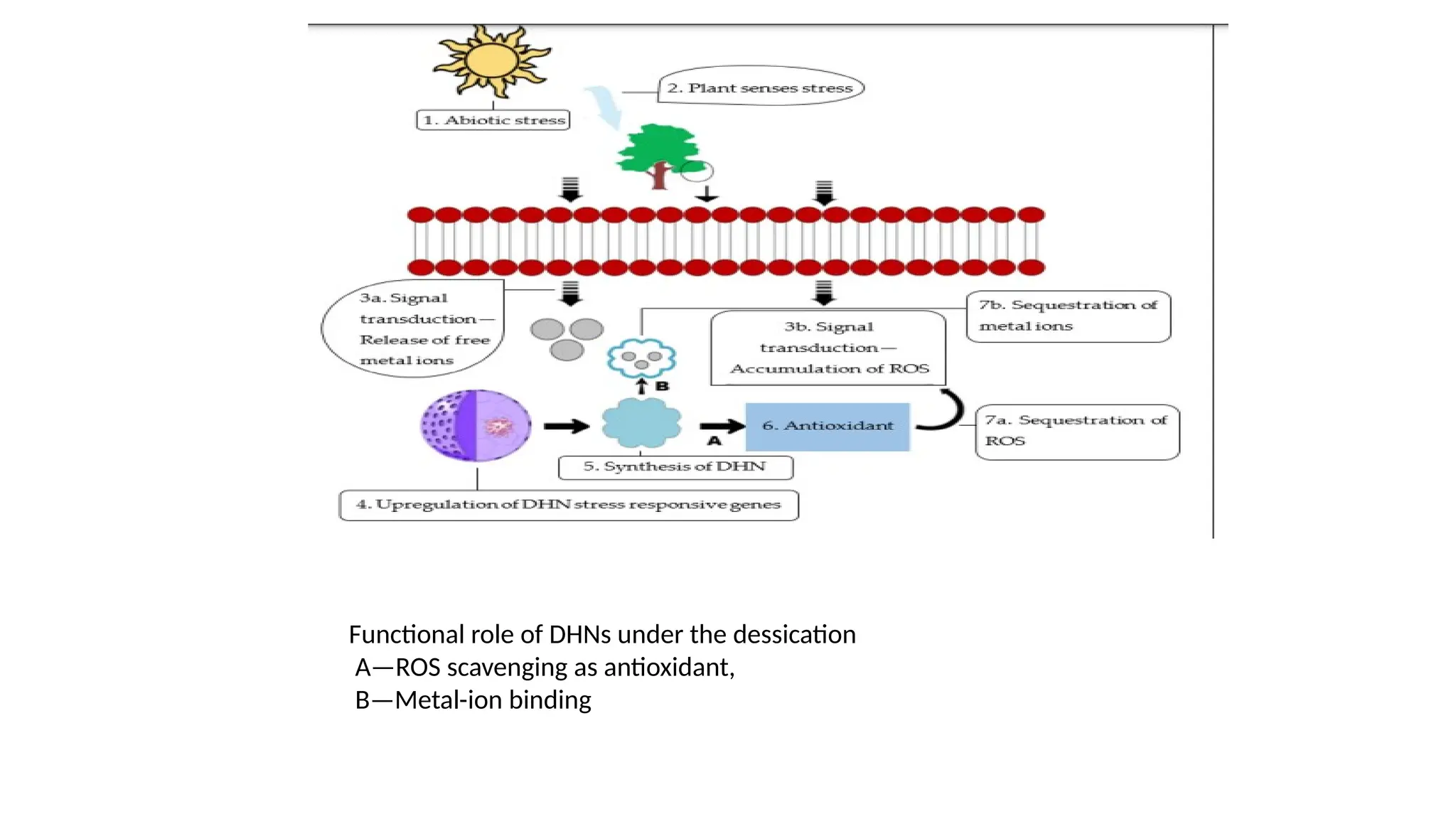 Functional role of DHNs under the dessication
A—ROS scavenging as antioxidant,
B—Metal-ion binding
 