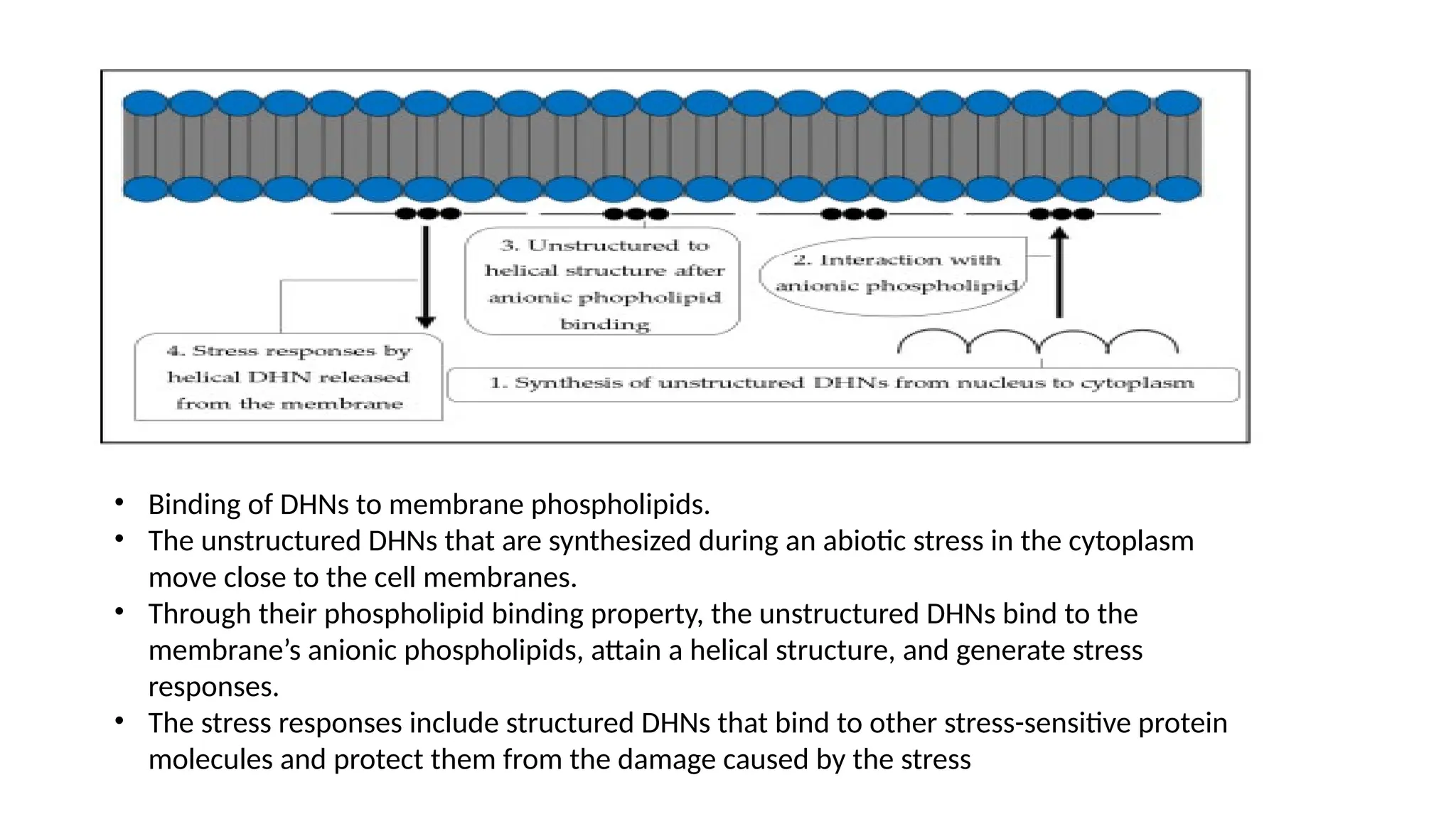 • Binding of DHNs to membrane phospholipids.
• The unstructured DHNs that are synthesized during an abiotic stress in the cytoplasm
move close to the cell membranes.
• Through their phospholipid binding property, the unstructured DHNs bind to the
membrane’s anionic phospholipids, attain a helical structure, and generate stress
responses.
• The stress responses include structured DHNs that bind to other stress-sensitive protein
molecules and protect them from the damage caused by the stress
 