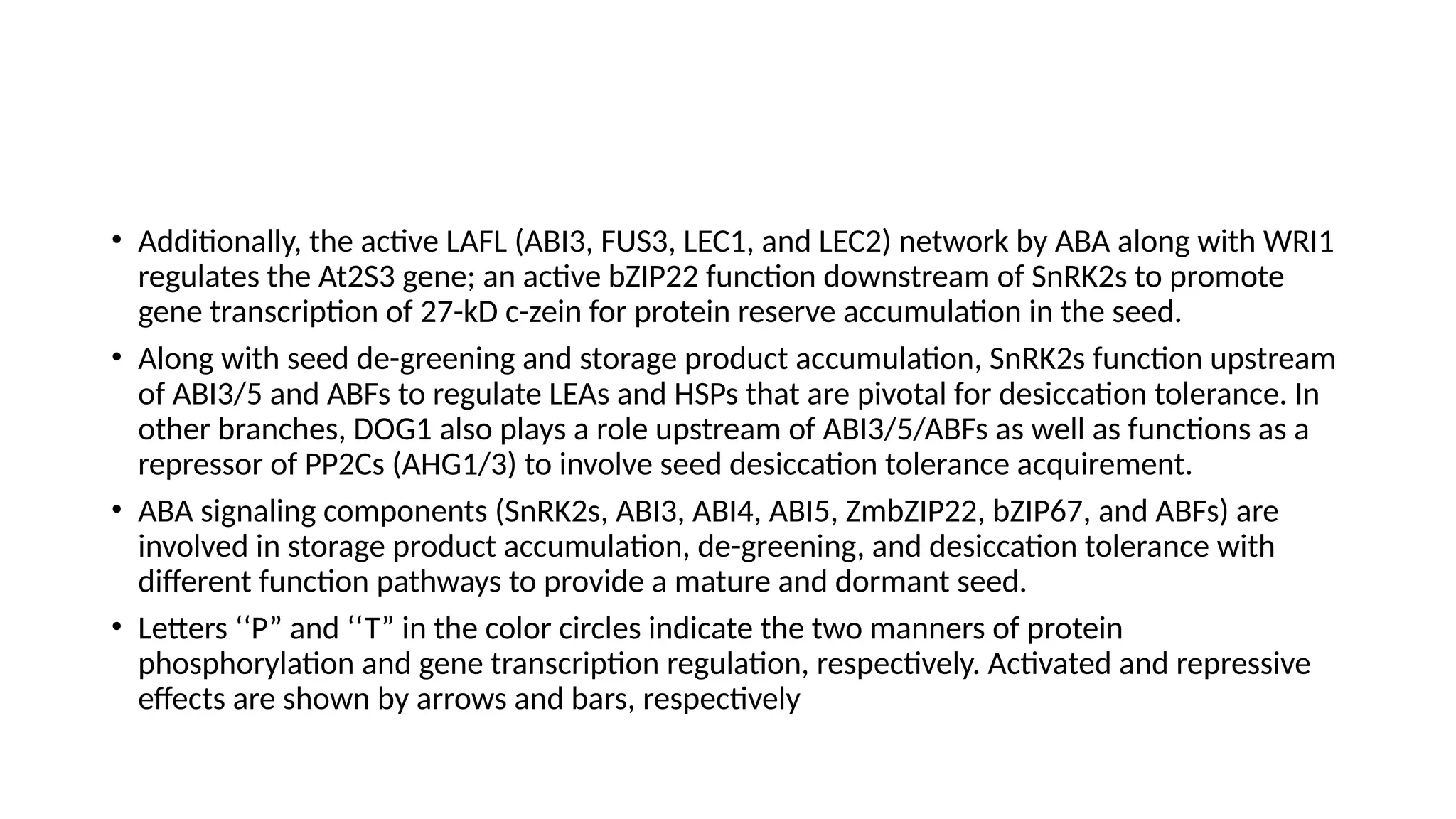 • Additionally, the active LAFL (ABI3, FUS3, LEC1, and LEC2) network by ABA along with WRI1
regulates the At2S3 gene; an active bZIP22 function downstream of SnRK2s to promote
gene transcription of 27-kD c-zein for protein reserve accumulation in the seed.
• Along with seed de-greening and storage product accumulation, SnRK2s function upstream
of ABI3/5 and ABFs to regulate LEAs and HSPs that are pivotal for desiccation tolerance. In
other branches, DOG1 also plays a role upstream of ABI3/5/ABFs as well as functions as a
repressor of PP2Cs (AHG1/3) to involve seed desiccation tolerance acquirement.
• ABA signaling components (SnRK2s, ABI3, ABI4, ABI5, ZmbZIP22, bZIP67, and ABFs) are
involved in storage product accumulation, de-greening, and desiccation tolerance with
different function pathways to provide a mature and dormant seed.
• Letters ‘‘P” and ‘‘T” in the color circles indicate the two manners of protein
phosphorylation and gene transcription regulation, respectively. Activated and repressive
effects are shown by arrows and bars, respectively
 