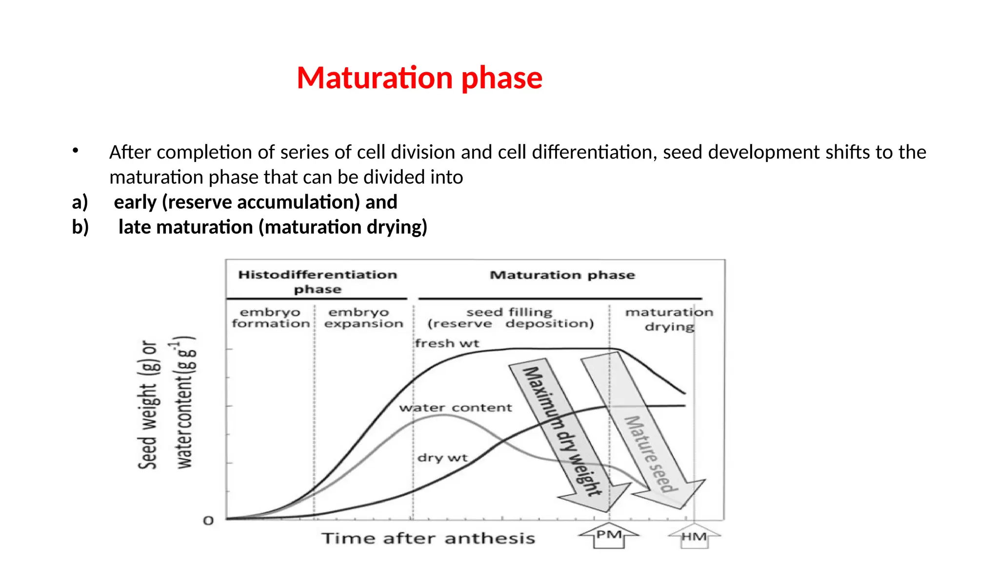 • After completion of series of cell division and cell differentiation, seed development shifts to the
maturation phase that can be divided into
a) early (reserve accumulation) and
b) late maturation (maturation drying)
Maturation phase
 