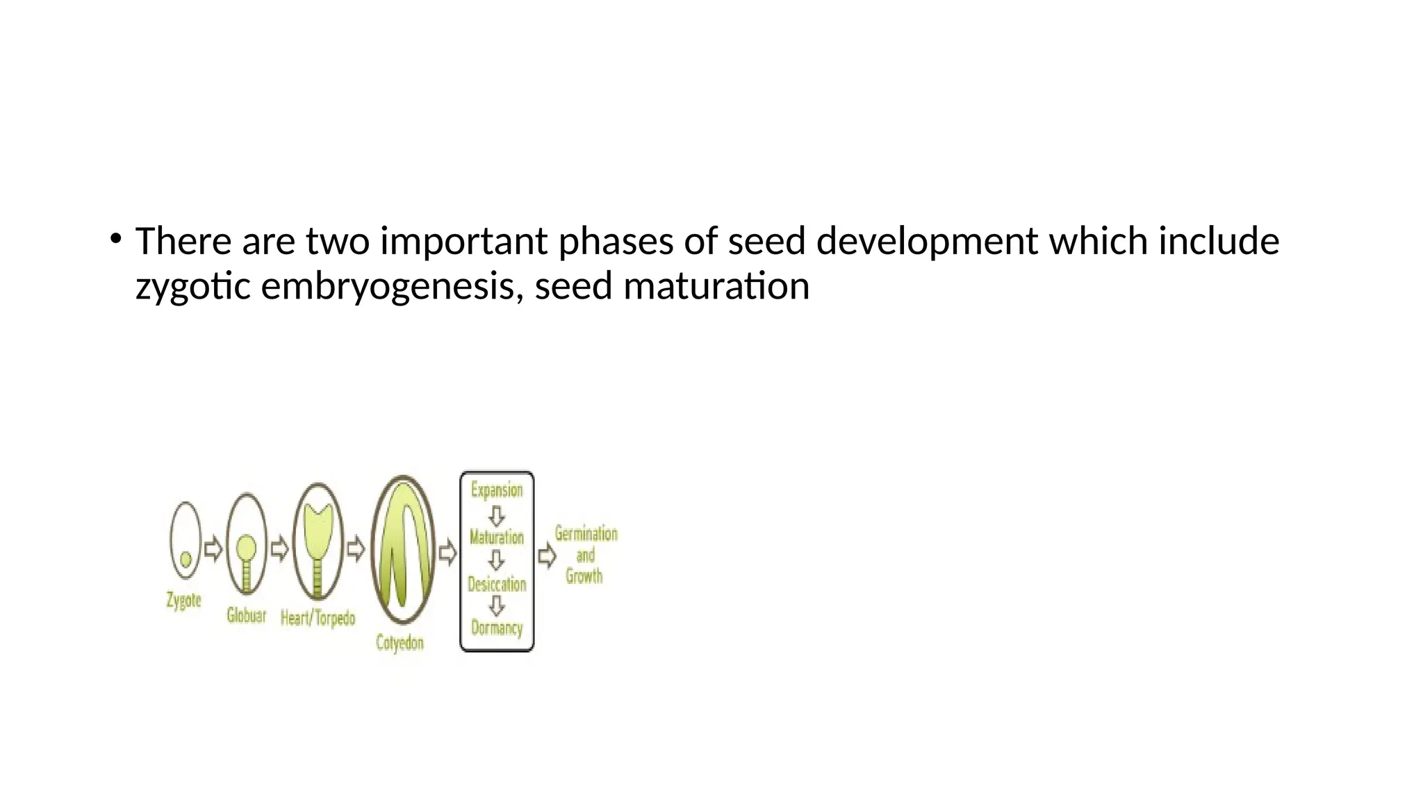 • There are two important phases of seed development which include
zygotic embryogenesis, seed maturation
 
