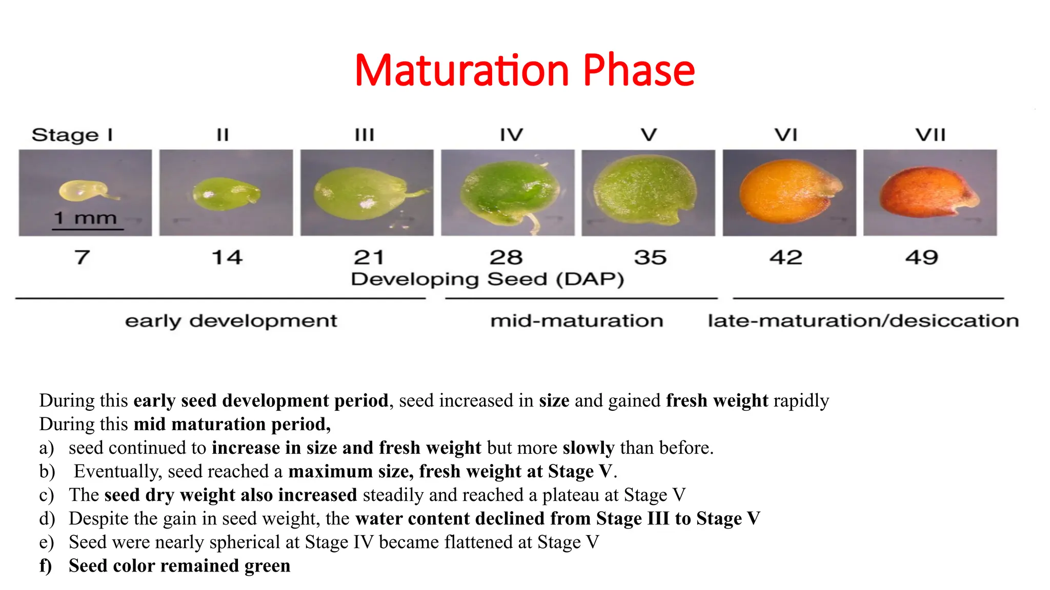 Maturation Phase
• Seed moisture content increases during the initial part of
development after fertilization and later begins to decline until
equilibrium is established with environmental factors
During this early seed development period, seed increased in size and gained fresh weight rapidly
During this mid maturation period,
a) seed continued to increase in size and fresh weight but more slowly than before.
b) Eventually, seed reached a maximum size, fresh weight at Stage V.
c) The seed dry weight also increased steadily and reached a plateau at Stage V
d) Despite the gain in seed weight, the water content declined from Stage III to Stage V
e) Seed were nearly spherical at Stage IV became flattened at Stage V
f) Seed color remained green
 