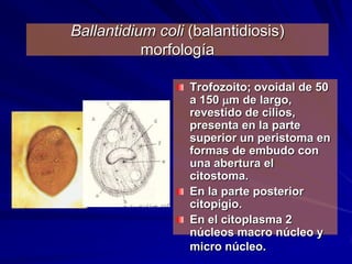 Ballantidium coli (balantidiosis)
           morfología

                  Trofozoito; ovoidal de 50
                  a 150 m de largo,
                  revestido de cilios,
                  presenta en la parte
                  superior un peristoma en
                  formas de embudo con
                  una abertura el
                  citostoma.
                  En la parte posterior
                  citopigio.
                  En el citoplasma 2
                  núcleos macro núcleo y
                  micro núcleo.
 