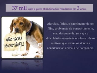 37 mil cães e gatos abandonados recolhidos em 3 anos.
Alergias, férias, o nascimento de um
filho, problemas de comportamento,
mau desempenho na caça e
dificuldades económicas são os vários
motivos que levam os donos a
abandonar os animais de companhia.
 