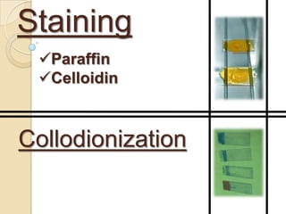 Staining
 Paraffin
 Celloidin



Collodionization
 