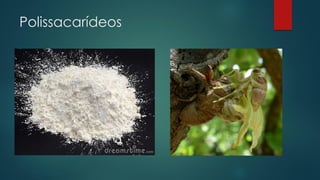 Polissacarídeos
 