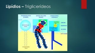 Lipídios – Triglicerídeos
 