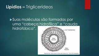 Lipídios – Triglicerídeos
Suas moléculas são formadas por
uma “cabeça hidrofílica” e “cauda
hidrofóbica”.
 