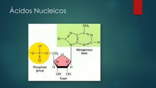 Ácidos Nucleicos
 