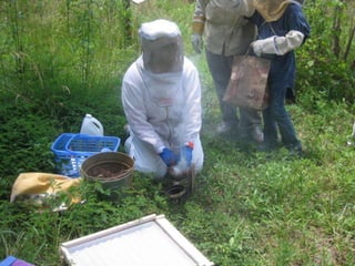 A Basic Hive Inspection