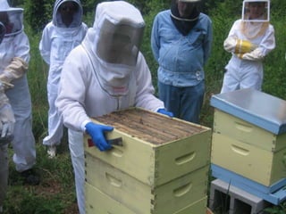 A Basic Hive Inspection