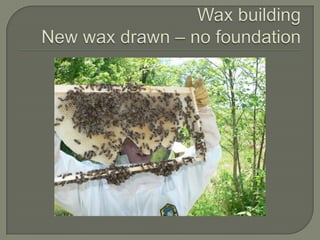 Wax buildingNew wax drawn – no foundation,[object Object]
