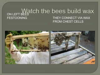 Watch the bees build wax,[object Object],On left bees festooning,[object Object],They connect via wax from chest cells,[object Object]