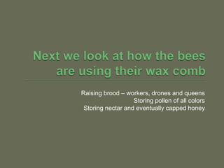 Next we look at how the bees are using their wax comb,[object Object],Raising brood – workers, drones and queens,[object Object],Storing pollen of all colors,[object Object],Storing nectar and eventually capped honey,[object Object]