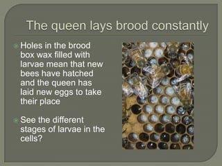 The queen lays brood constantly<br />Holes in the brood box wax filled with larvae mean that new bees have hatched and the...