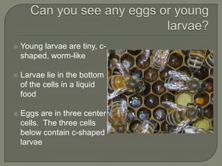 Can you see any eggs or young larvae?<br />Young larvae are tiny, c-shaped, worm-like<br />Larvae lie in the bottom of the...