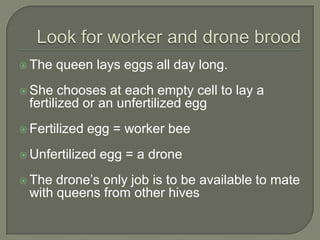 Look for worker and drone brood<br />The queen lays eggs all day long. <br />She chooses at each empty cell to lay a ferti...