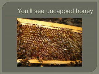 You’ll see uncapped honey<br />