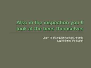 Also in the inspection you’ll look at the bees themselves<br />Learn to distinguish workers, drones<br />Learn to find the...